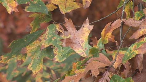 A red oak may become completely defoliated within a few weeks after the first symptoms appear and. 1.jpg