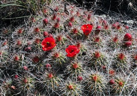 Christmas cacti have scalloped stem segments. new mexico flowers - Google Search | Desert plants, Flowers