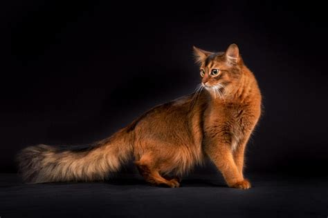 Cat Breeds Known For Their Fluffy Tails