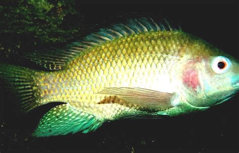 Categoryfreshwater Fish Of South Africa Fresh Water In Africa