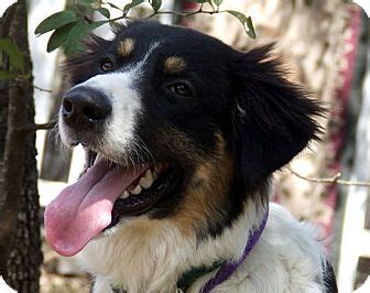But is this dog the right choice for your family and lifestyle? Cody | Adopted Dog | Austin, TX | Australian Shepherd/Great Pyrenees Mix