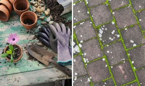 I have never met anyone who wants to grow moss.where i am.in pittsburgh.it gets so swampy sometimes that moss grows everywhere and we all want to get rid of it! Moss removal: How to get rid of moss in your garden ...