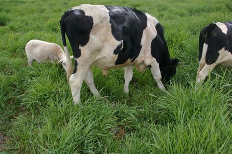Meat Question About Holstein Bull Calves And My Notes About Feeding Them For Beef Quality