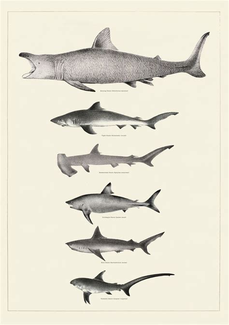 Vintage Shark Print Bathroom Wall Art Sharks Wall Art Hammerhead