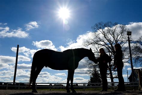 The Bonds That Heal: Studying Human-Animal Interactions | Animals