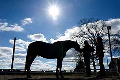 The Healing Bond How Washtenaw Humane Society S Animals Provide Therapy And Comfort