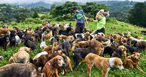 Como O Paraíso O Santuário Canino Da Costa Rica é O Lar De Milhares De