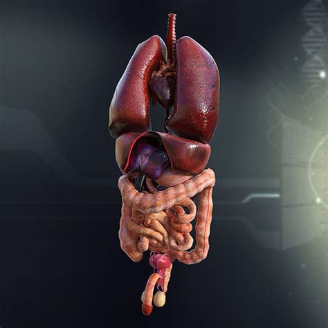 8 major organs of the body: large Human Male Internal Organs 3D model | CGTrader