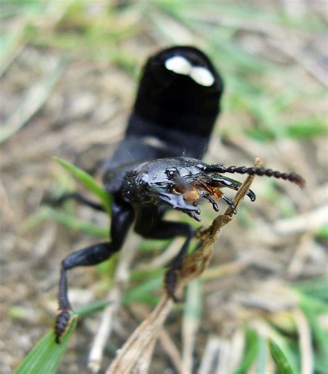 Ocypus olens (also known as staphylinus olens) also known as cocktail beetle. Devil's Coach Horse | NatureSpot