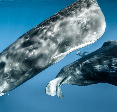 Cetaceans Fred Buyle Nektos
