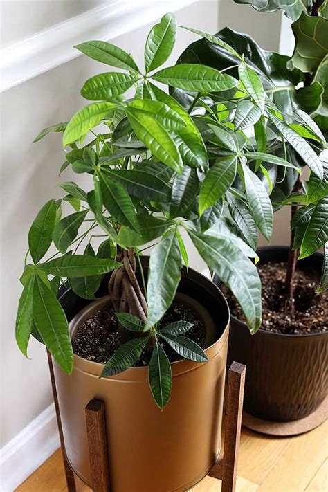 Despite its name, money doesn't grow on a money tree. 9 Easy To Care For Houseplants | Plants, Money tree plant ...