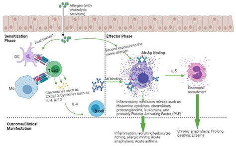Allergies | Free Full-Text | Targeting IgE and Th2-Cytokines in Allergy