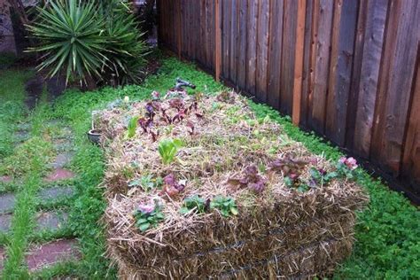 Get Started With The Easy Straw Bale Gardening Method
