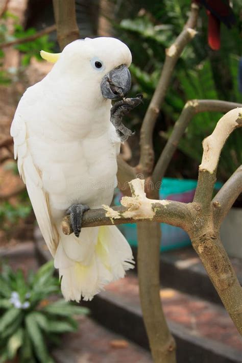 Kakadu Parrot Stock Photo Image Of Outdoor Parrot Nature 21386026