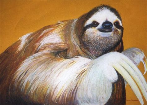 Overweight Sloths Why Are Some Sloths Considered To Be Fat Mudfooted