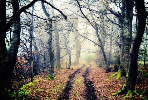 Scary Forest Download Free Hd Wallpaper Beautiful Nature For Android
