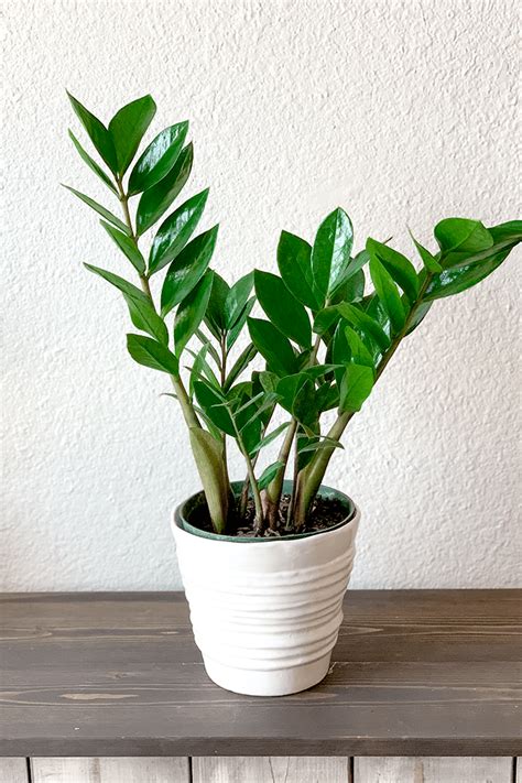 Plant Care 101: How to Help Your ZZ Plant Thrive - Culley Avenue