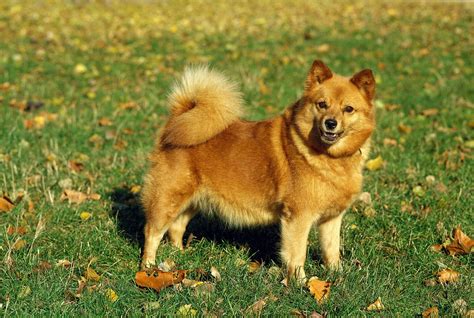 Finnish Spitz Dog Breed Information And Complete Guide