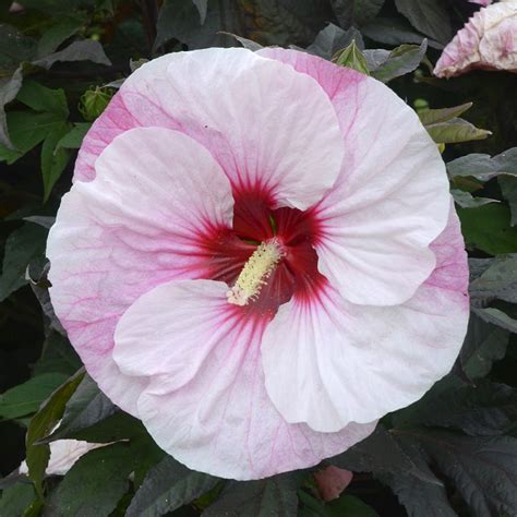 Hibiscus Summerific® Perfect Storm White Flower Farm Hibiscus Plant Hibiscus