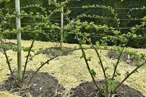 Blackberry Bush Blackberry Planting Pruning Harvest And Care Video