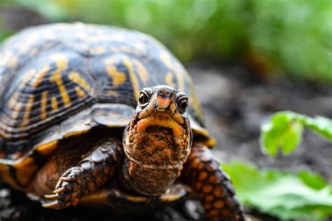 Many times they'll try to. The Best Toys For Turtles: Logs, Caves, Live Food, & More
