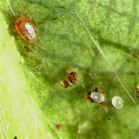 Download ppt bureau of entomology and pest control june. Elena RHODES | Postdoctoral Associate | Ph.D. | University ...