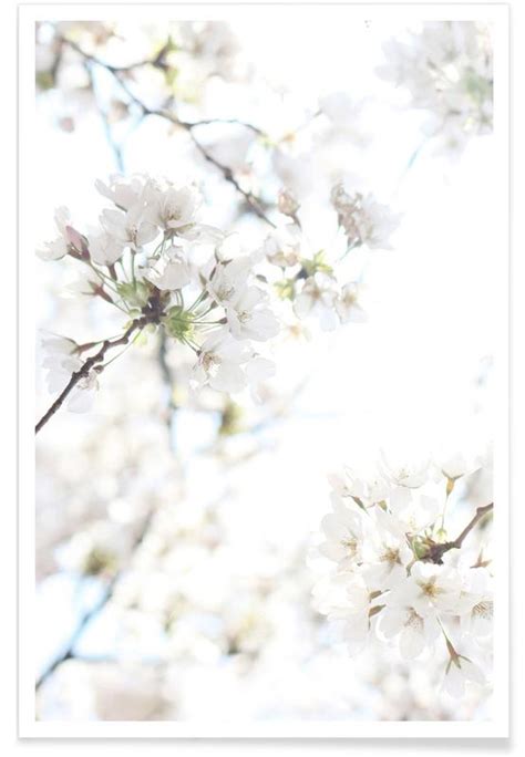 Cherry Blossoms Poster JUNIQE