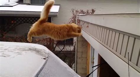 Waffles The Terrible The Cat Fails To Jump On To Snow Covered Roof