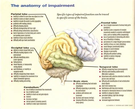 What Is Affected By Frontal Lobe Damage