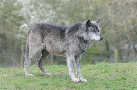 6 Largest Wolves In The World With Pictures Pet Keen