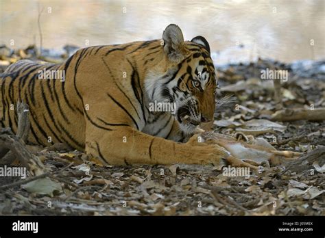 Tiger Eating Prey Hi Res Stock Photography And Images Alamy