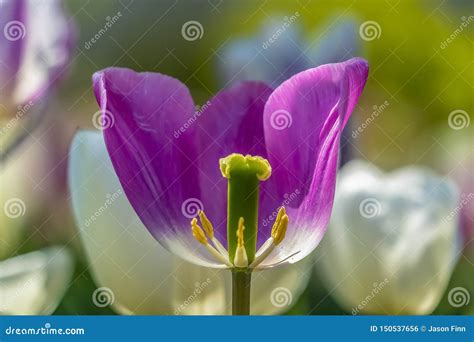 Close Up Of A Purple Tulip With View Of Its Reproductive Organs Stock