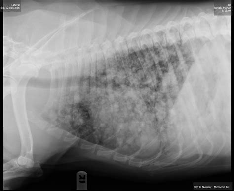 Signs Your Dog May Have Lung Cancer Babelbark