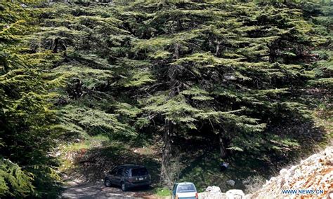 Climate Change Threatens Lebanons Cedar Forests Global Times
