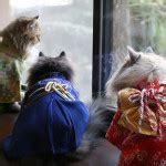 Kitties In Kimonos Geek And Sundry