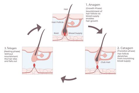This hair growth cycle stage is just an extension of the resting period. dead hair will shed, and new hair simultaneously starts to grow. Hair Growth Cycle - The 3 Stages Explained - Grow Gorgeous