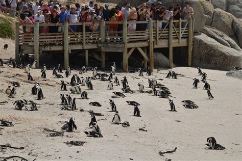 Boulders Beach Kapstadt Pinguine