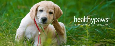Jan 02, 2018 · healthy paws pet insurance & foundation is the brand name for the program operations of healthy paws pet insurance, llc. Healthy Paws Pet Insurance Helps Pet Lovers Reduce the Financial Cost of Care