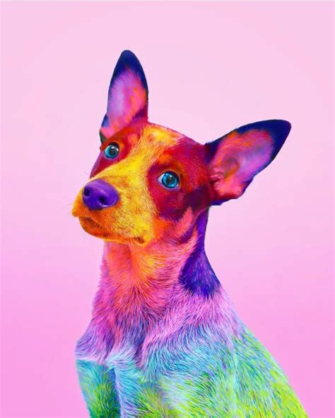 Animals Beautiful Image By Nam Hughes On Rainbow Rainbow Dog Dog Tumblr