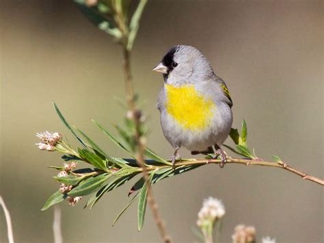 Www.allaboutbirds.org/guide/american_goldfinch/lifehistory at the edge of a small stream. Lawrence's Goldfinch - eBirdr