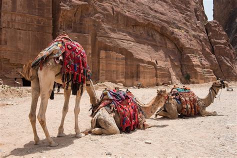 Premium Photo Camels Resting In The Desert Petra Jordan