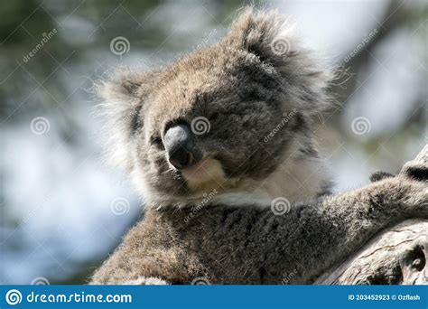 This Is A Close Up Of A Koala In A Tree Stock Image Image Of