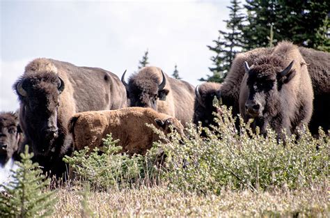 Bison Blog Banff National Park
