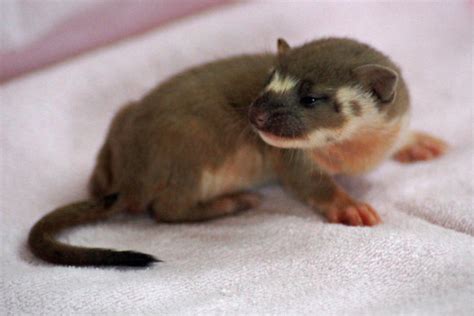 Baby Weasel Flickr Photo Sharing