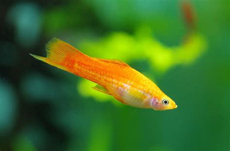 I want to get rid of these snails before they become a problem. 10 Vibrant Yellow Aquarium Fish Species | Build Your Aquarium