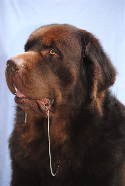 Today Is National Slobber Appreciation Day - mybrownnewfies.com