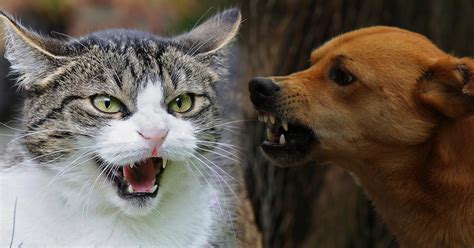 Unlike dogs, cats are able to jump and climb, which aids them in hunting and makes it easier to flee from danger. Cats vs Dogs: What's The Better Pet? - OutwitTrade