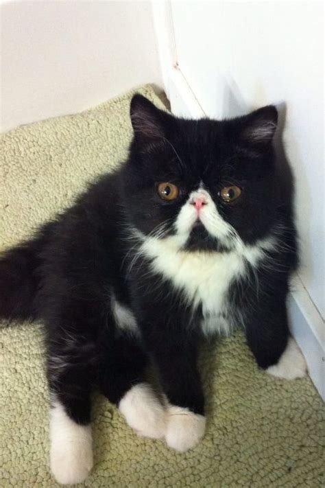 Exotic short hair persian kittens for adoption. All About Tuxedo Cats | Facts | Personality | and Behavior