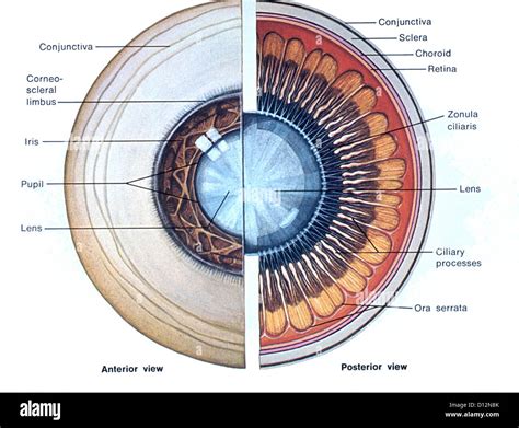 Anatomía Del Ojo Ilustración Fotografía De Stock Alamy