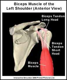 The long head and short head biceps work together to control forearm supination and elbow flexion. Speed's Test For Long Head Biceps Tendonitis - Physical ...